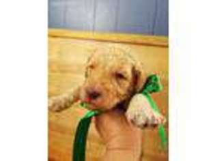Goldendoodle Puppy for sale in Huntsville, IL, USA