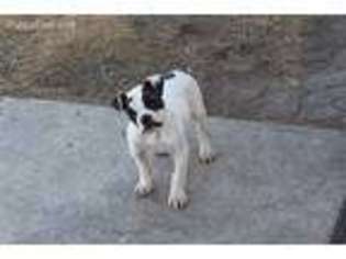 American Bulldog Puppy for sale in Corona, CA, USA