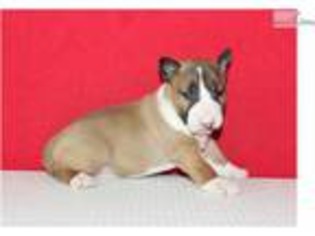 Bull Terrier Puppy for sale in Fort Lauderdale, FL, USA