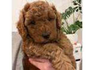 Goldendoodle Puppy for sale in Maple Valley, WA, USA