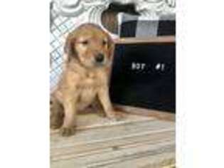 Golden Retriever Puppy for sale in Camden, AL, USA