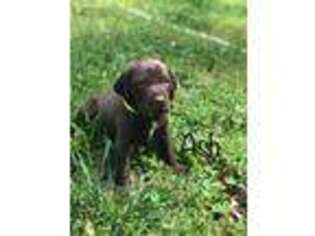 German Shorthaired Pointer Puppy for sale in Homer, GA, USA