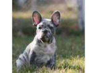 French Bulldog Puppy for sale in Chicago, IL, USA
