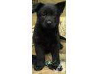 German Shepherd Dog Puppy for sale in RALEIGH, NC, USA