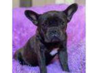French Bulldog Puppy for sale in Stonewall, LA, USA