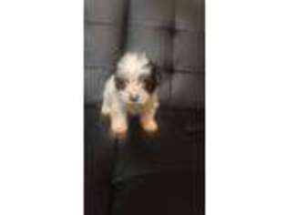 Yorkshire Terrier Puppy for sale in Longview, TX, USA