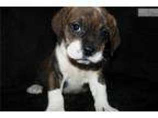 Beabull Puppy for sale in Jonesboro, AR, USA