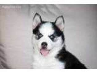 Siberian Husky Puppy for sale in York, PA, USA