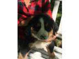Bernese Mountain Dog Puppy for sale in Dowagiac, MI, USA