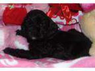 Cocker Spaniel Puppy for sale in Celina, OH, USA