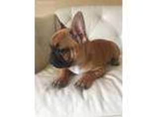 French Bulldog Puppy for sale in Morganville, NJ, USA