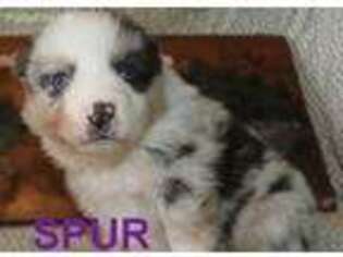 Australian Shepherd Puppy for sale in Jasper, AR, USA