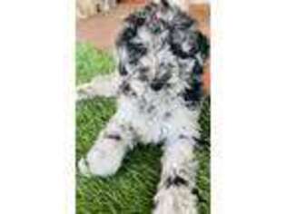 Mutt Puppy for sale in Yatesville, GA, USA