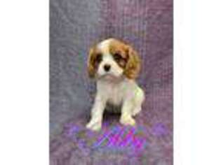 Cavalier King Charles Spaniel Puppy for sale in Fresno, CA, USA
