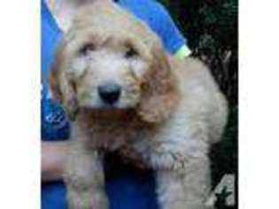 Goldendoodle Puppy for sale in NOTTINGHAM, NH, USA
