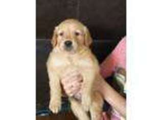 Golden Retriever Puppy for sale in Las Cruces, NM, USA
