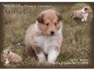 Collie Puppy for sale in Blanchardville, WI, USA