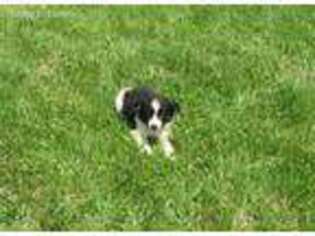 Border Collie Puppy for sale in Williamsburg, OH, USA
