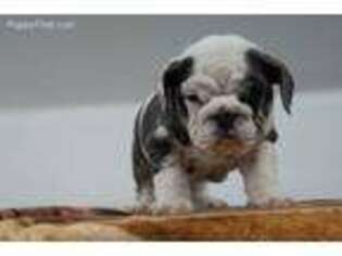 Bulldog Puppy for sale in Murrayville, GA, USA