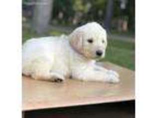 Labradoodle Puppy for sale in Gurdon, AR, USA