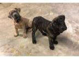 Cane Corso Puppy for sale in COVENTRY, CT, USA