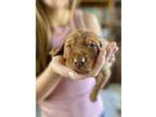 Vizsla Puppy for sale in Klamath Falls, OR, USA