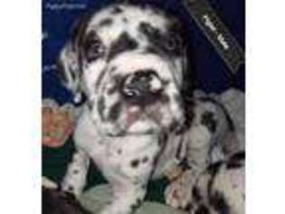 Great Dane Puppy for sale in Pendleton, IN, USA