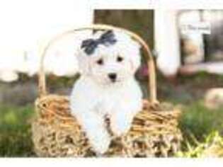 Bichon Frise Puppy for sale in South Bend, IN, USA