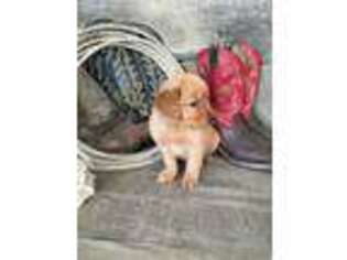 Golden Retriever Puppy for sale in Hillsboro, KY, USA