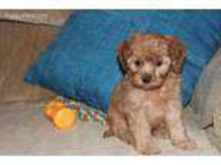 Cavapoo Puppy for sale in Peru, IN, USA