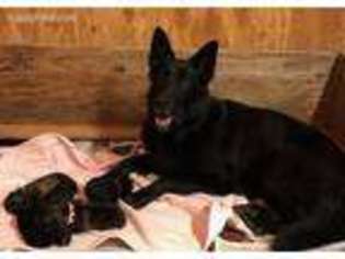 German Shepherd Dog Puppy for sale in Vader, WA, USA