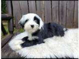 Tibetan Terrier Puppy for sale in Dorena, OR, USA