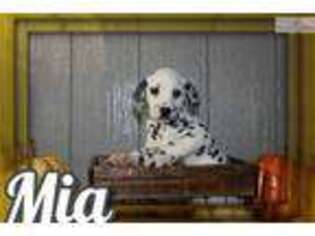 Dalmatian Puppy for sale in Canton, OH, USA