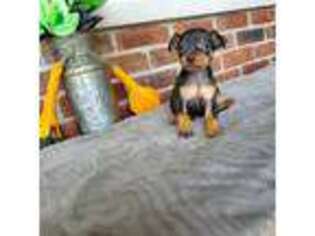 Miniature Pinscher Puppy for sale in Grabill, IN, USA