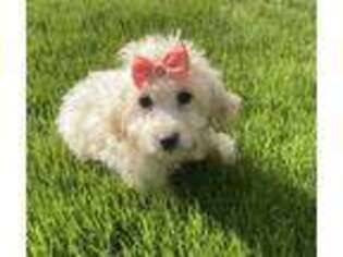 Cavachon Puppy for sale in Spencer, NC, USA