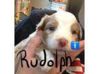Miniature Australian Shepherd Puppy for sale in Duluth, MN, USA