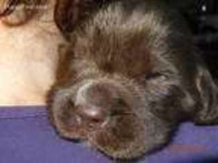 Newfoundland Puppy for sale in Gloucester, VA, USA