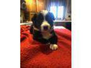 Border Collie Puppy for sale in Nashville, MI, USA
