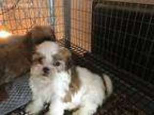Mal-Shi Puppy for sale in Viroqua, WI, USA