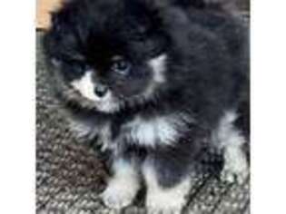 Pomeranian Puppy for sale in Decatur, IL, USA
