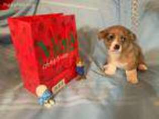 Pembroke Welsh Corgi Puppy for sale in Dora, MO, USA