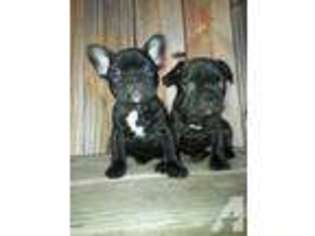 French Bulldog Puppy for sale in THORNDALE, TX, USA