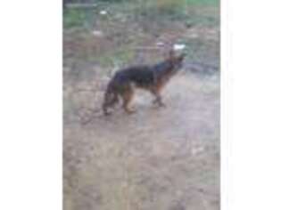 German Shepherd Dog Puppy for sale in Troy, AL, USA