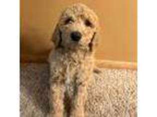 Mutt Puppy for sale in Bloomington, MN, USA