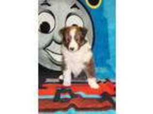 Shetland Sheepdog Puppy for sale in Niles, MI, USA