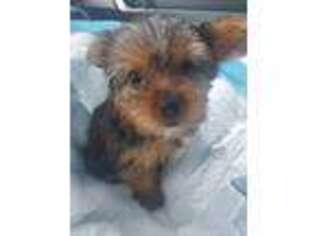 Yorkshire Terrier Puppy for sale in Hoschton, GA, USA