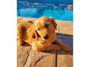 Golden Retriever Puppy for sale in Lakeside, CA, USA