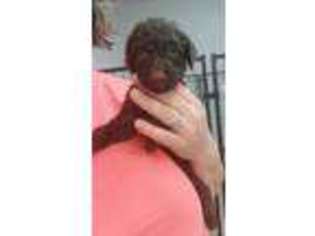 Labradoodle Puppy for sale in Sigourney, IA, USA