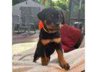 Rottweiler Puppy for sale in Oviedo, FL, USA