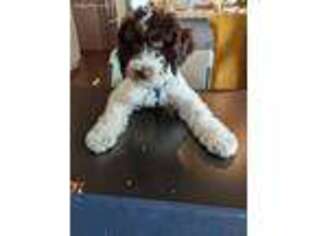 Labradoodle Puppy for sale in Waterbury, CT, USA
